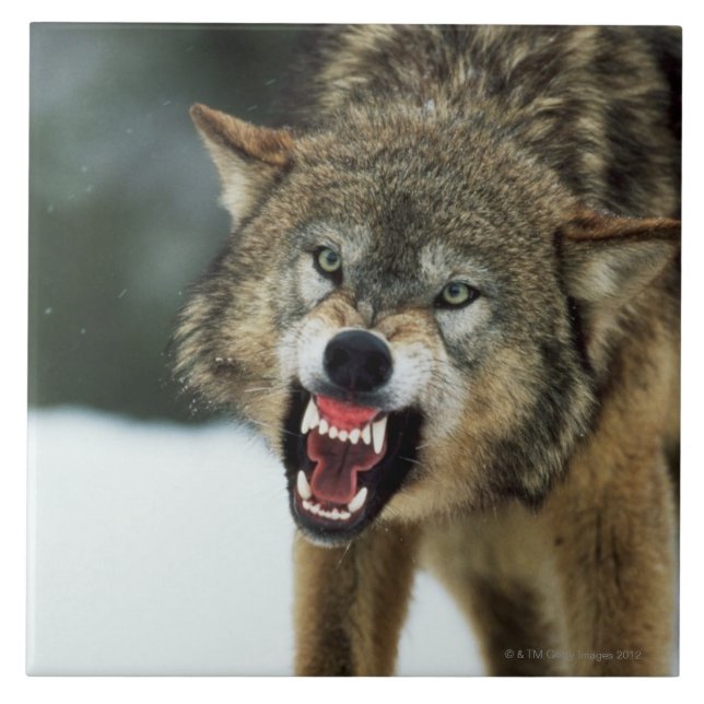 Snarling gray wolf tile (Front)