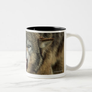 Snarling gray wolf Two-Tone coffee mug