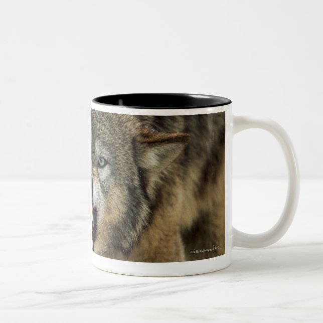 Snarling gray wolf Two-Tone coffee mug (Right)
