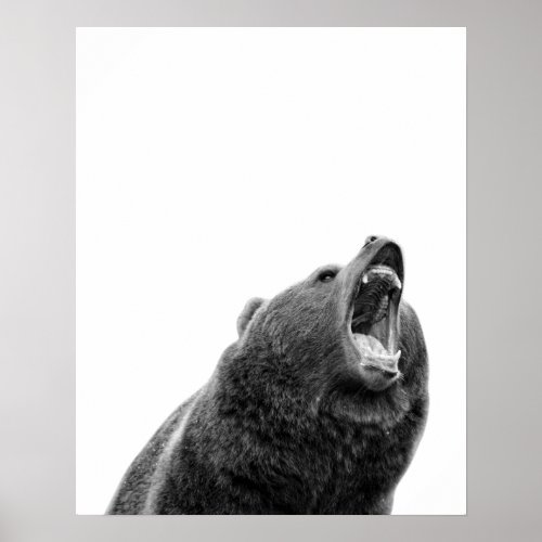 Snarling Grizzly Bear Black White modern Poster