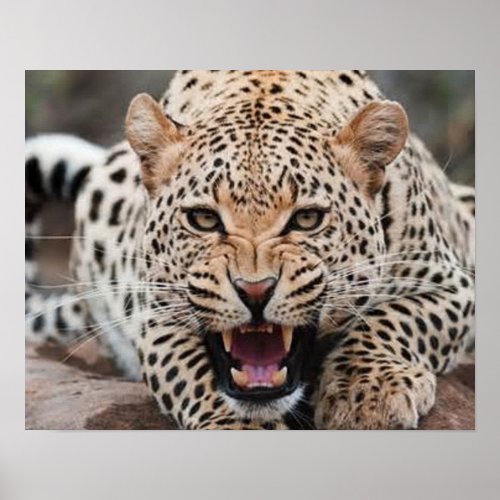 Snarling leopard poster