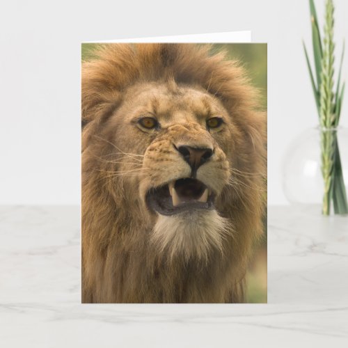 Snarling lion Card by cARTerART