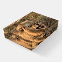 Snarling Lion Photo Taken In The Wild 