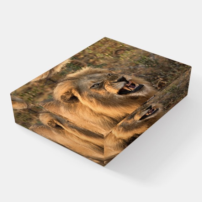 Snarling Lion Photo Taken In The Wild  Paperweight (Angled)
