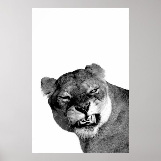 Snarling Lioness Portrait Poster (Front)