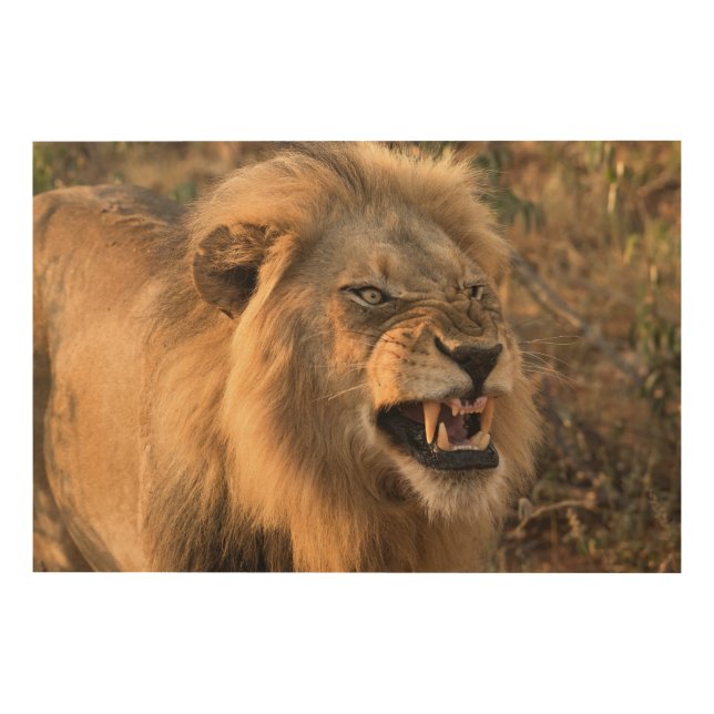 Snarling Male Lion in Natural Setting Photo Wood Wall Art (Front)