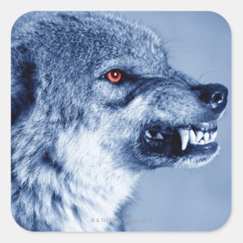 Snarling wolf Canis Lupus profile Digital Square Sticker