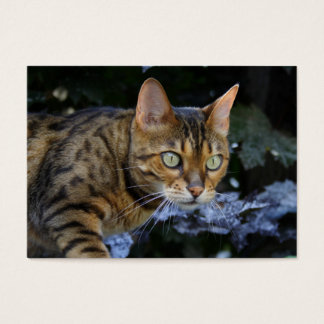 Sneaking Bengal Cat