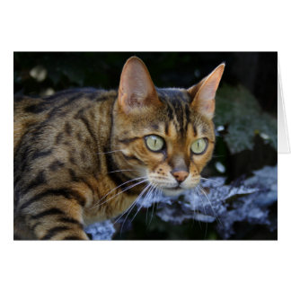 Sneaking Bengal Cat