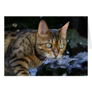 Sneaking Bengal Cat