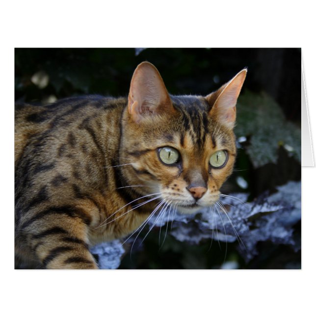 Sneaking Bengal Cat Cards (Front Horizontal)