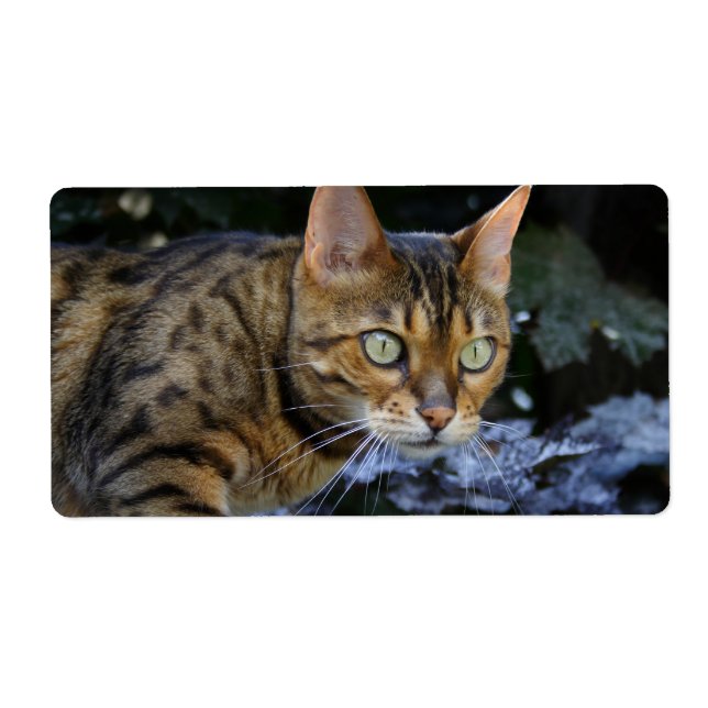 Sneaking Bengal Cat Label (Front)