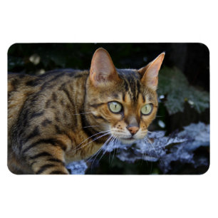 Sneaking Bengal Cat Magnet