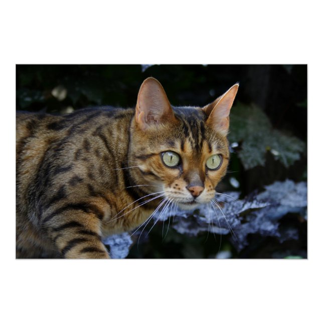 Sneaking Bengal Cat Poster (Front)