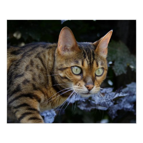 Sneaking Bengal Cat Poster