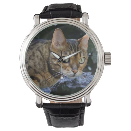 Sneaking Bengal Cat Watch