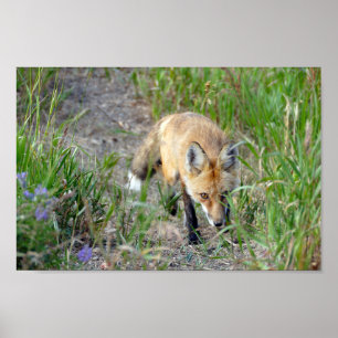 Sneaky Red Fox, Colorado Poster