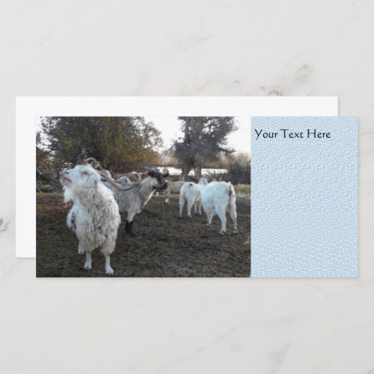 Sneezy Goat (Front/Back)