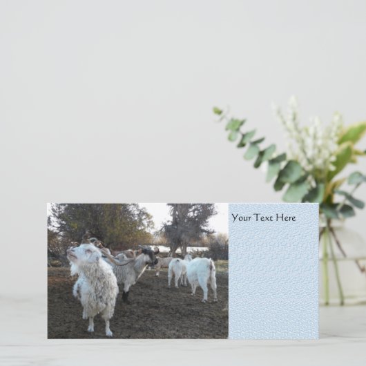 Sneezy Goat (Standing Front)