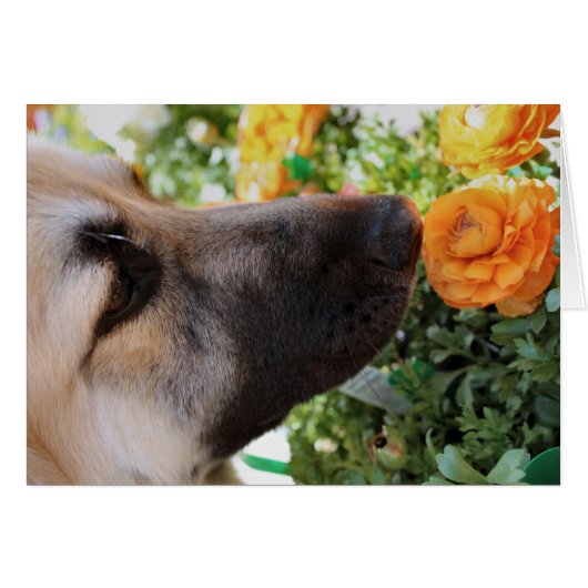 Sniff Cards (Front Horizontal)