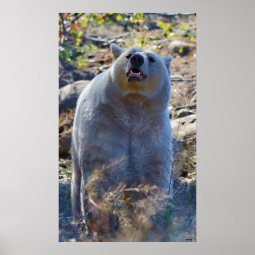 Sniffing Kermode Spirit Bear Wildlife Scene Poster