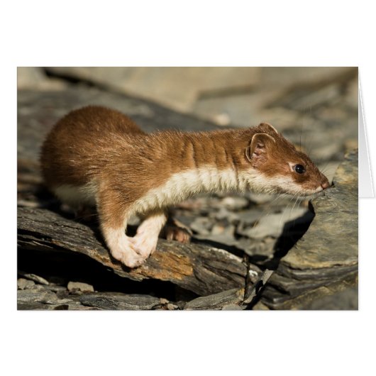 Sniffing Weasel Cards (Front Horizontal)