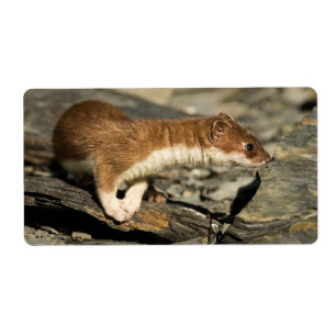 Sniffing Weasel Label