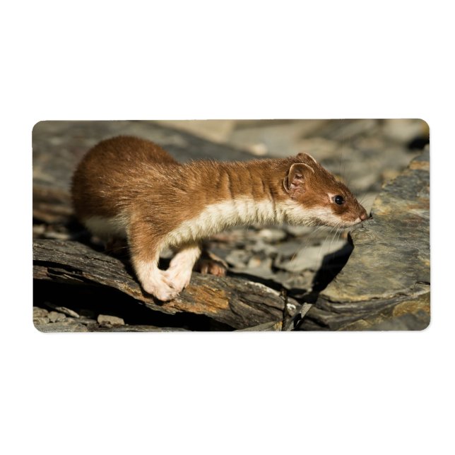 Sniffing Weasel Label (Front)