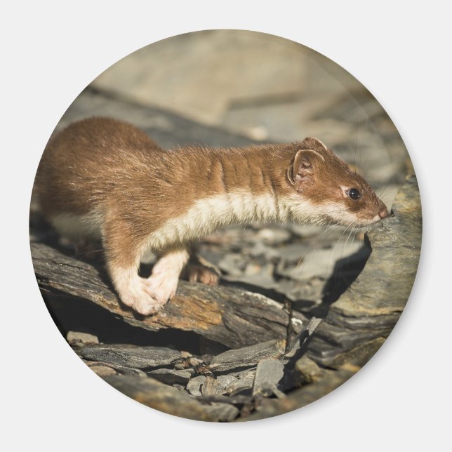Sniffing Weasel Magnet (Front)
