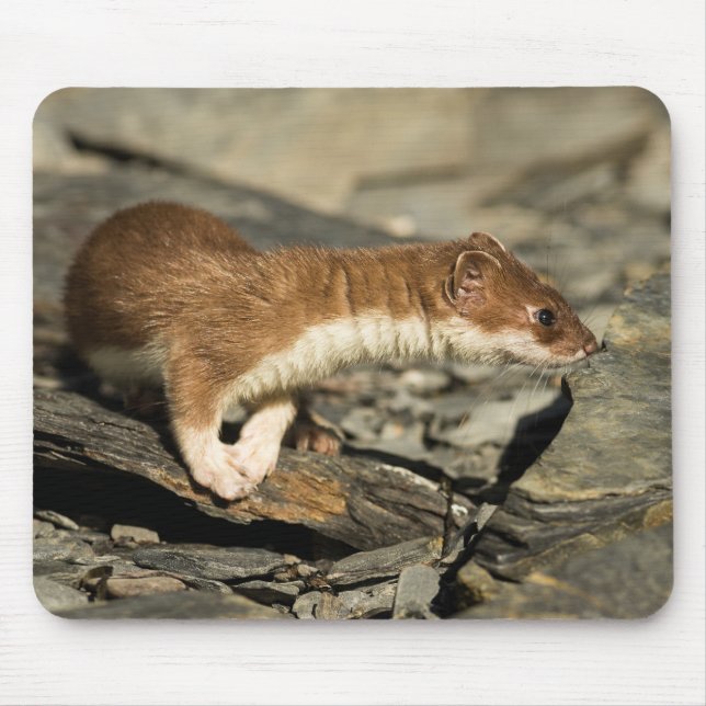 Sniffing Weasel Mouse Pad (Front)