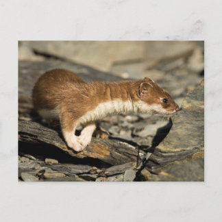 Sniffing Weasel Postcard