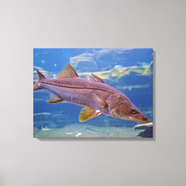 Snook Fish Canvas Print (Front)