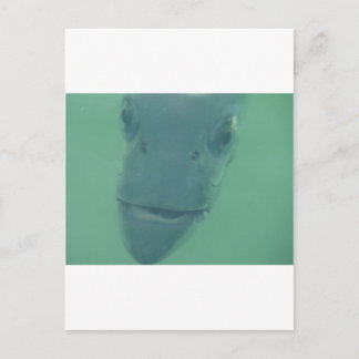 Snook Postcard