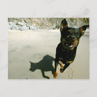 Snoop Postcard
