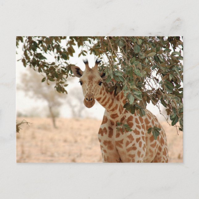 Snoopy Giraffe Postcard (Front)