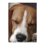 Snoozing Beagle Invitation