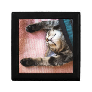 Snoozing Kitten Gift Box
