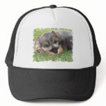 Snoozing Schnauzer Baseball Hat