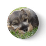 Snoozing Schnauzer Button