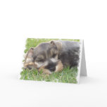 Snoozing Schnauzer Greeting Card