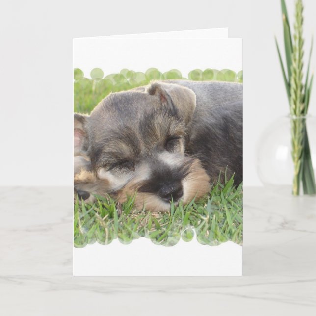 Snoozing Schnauzer Greeting Card (Front)