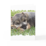 Snoozing Schnauzer Greeting Card