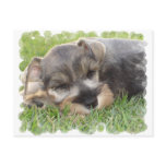 Snoozing Schnauzer Postcard