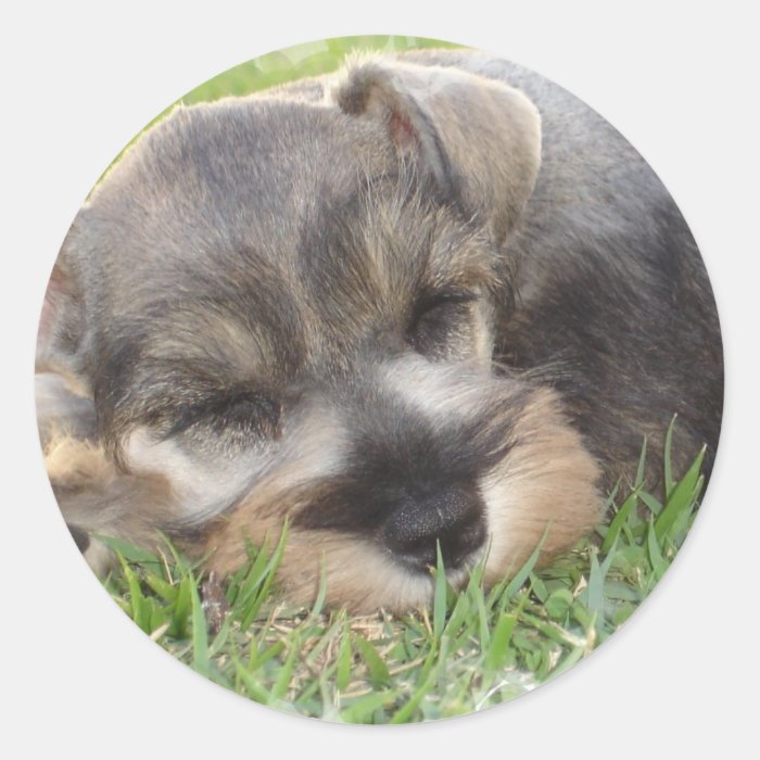 Snoozing Schnauzer Sticker