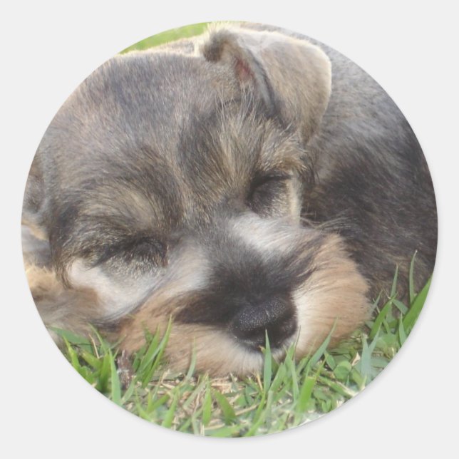 Snoozing Schnauzer Sticker (Front)