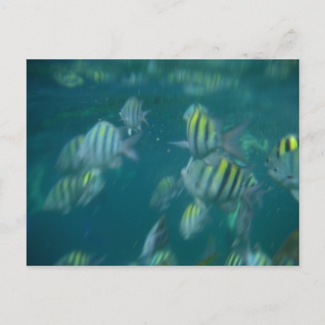 snorkeling postcard (Front)