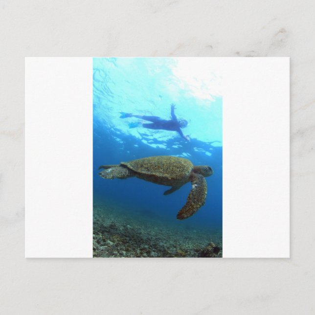 Snorkeling with sea turtle Galapagos Islands Postcard (Front)