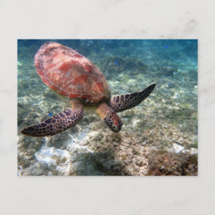 Snorkeling with turtle postcard
