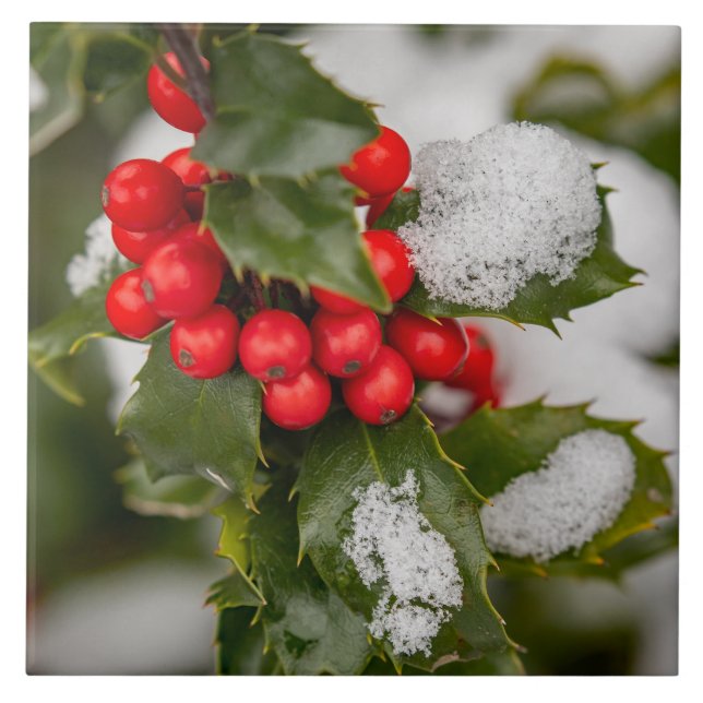 Snow And Holly Ceramic Tile (Front)