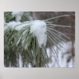Snow And Ice Covered Pine Needles Winter Poster